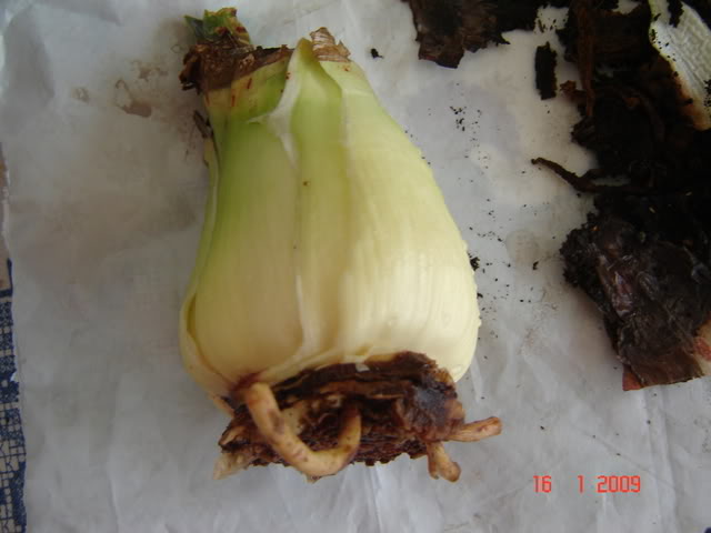 DSC00412.jpg