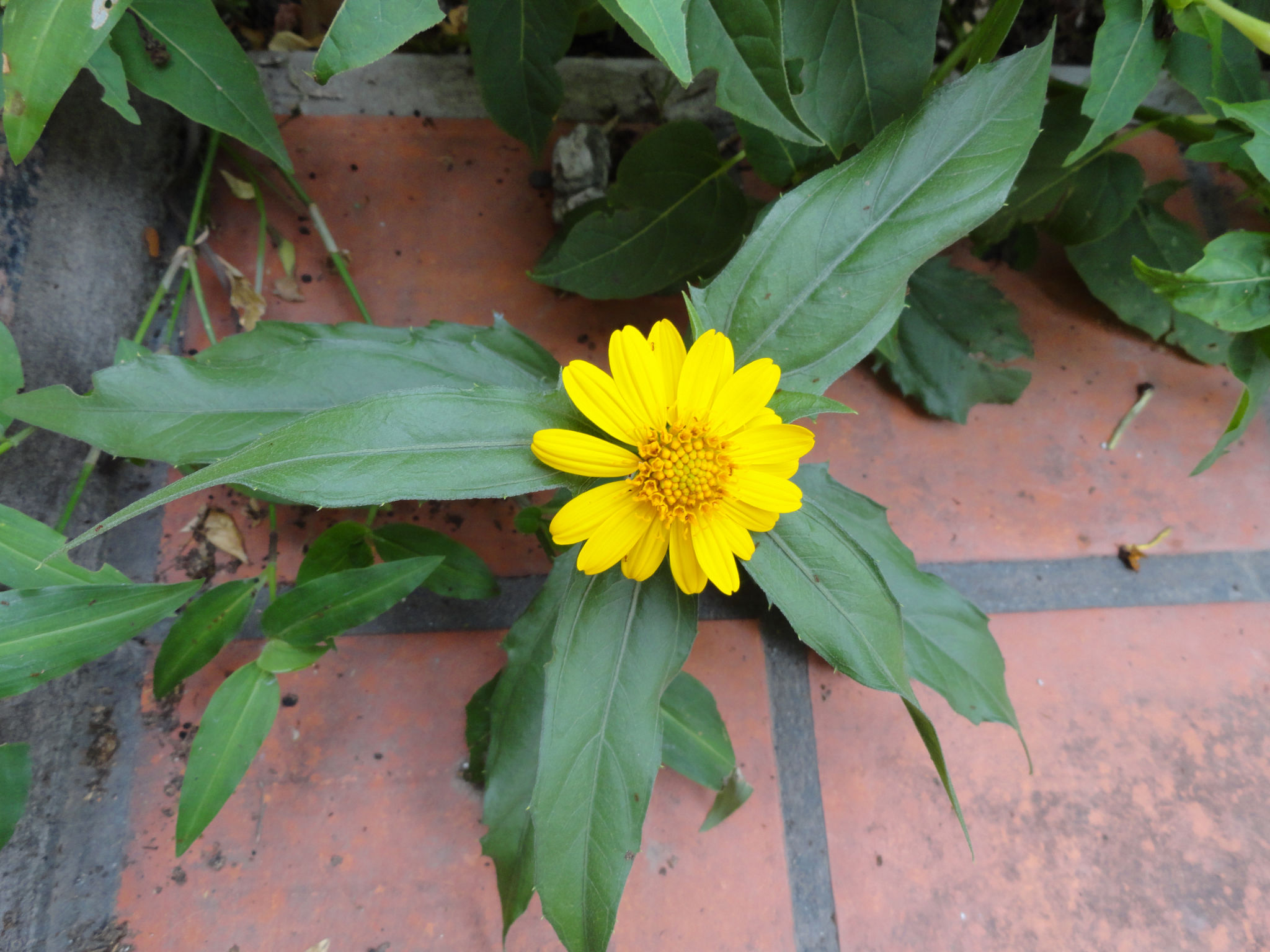 dsc004131.jpg