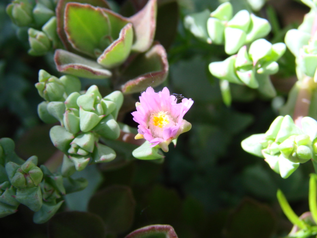 DSC00415.JPG