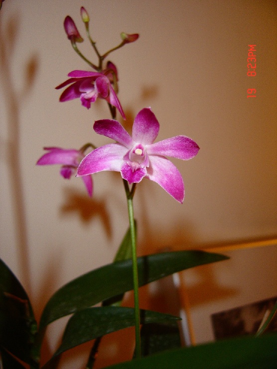 DSC00417.JPG