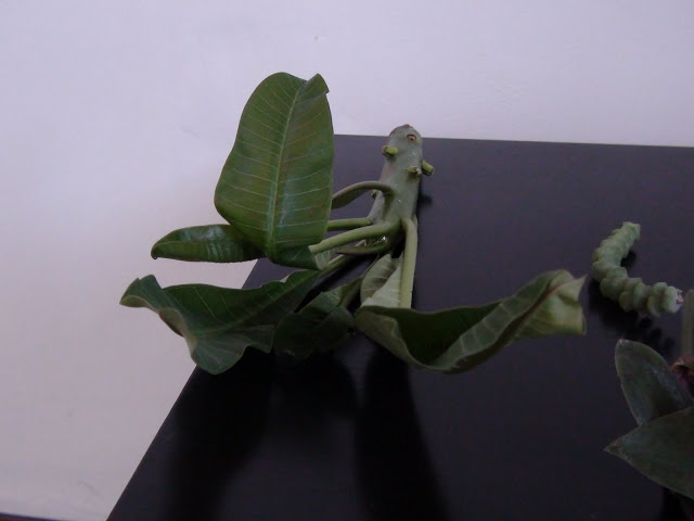 DSC00418.JPG