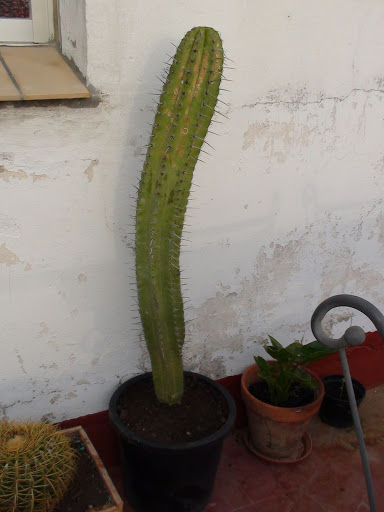 DSC00424.JPG