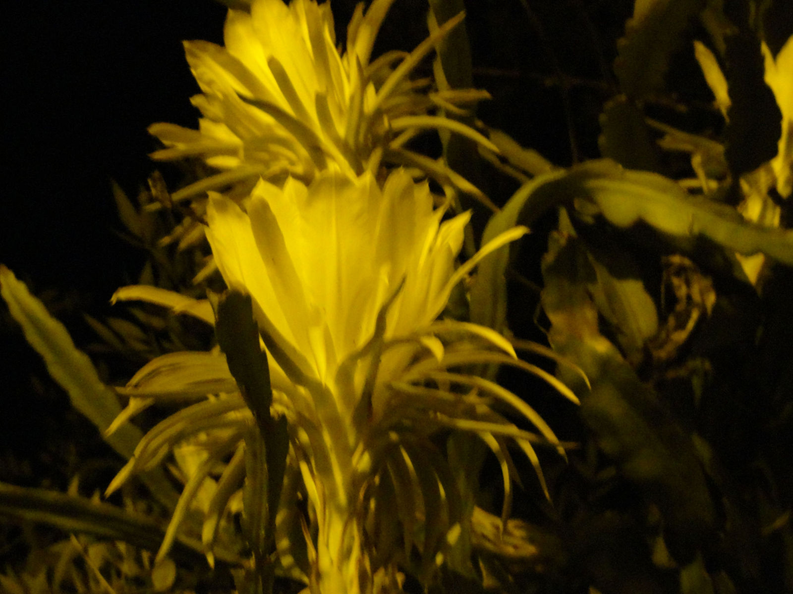 dsc004241.jpg