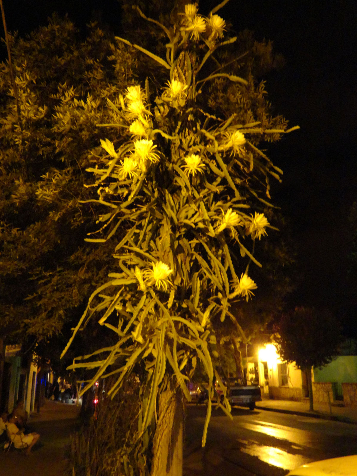 dsc004261.jpg