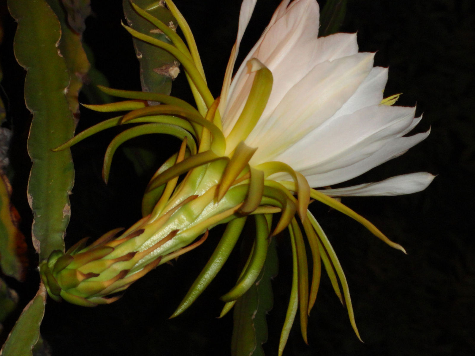 dsc004271.jpg