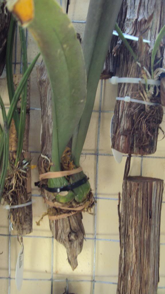 DSC00432.jpg