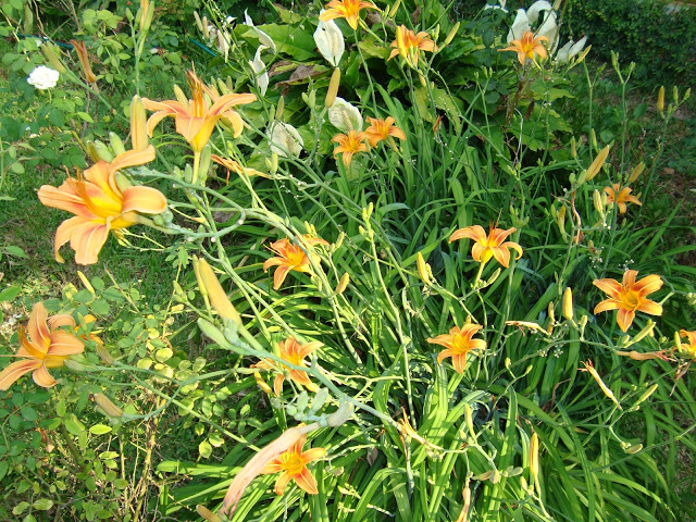 DSC00434.JPG