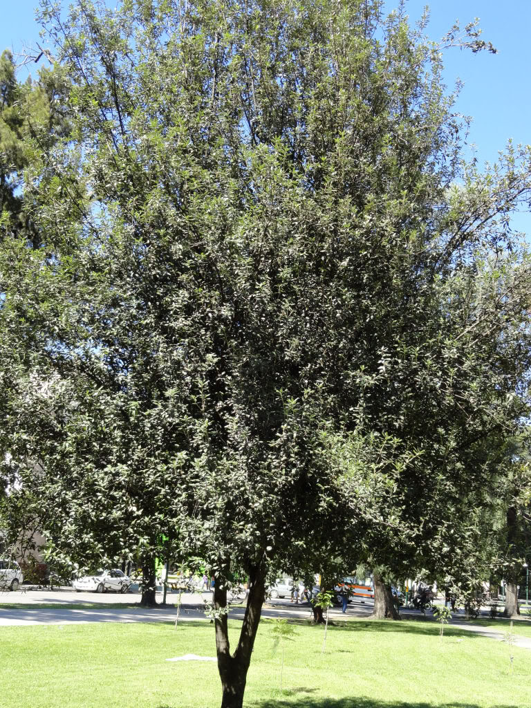 DSC004341.jpg