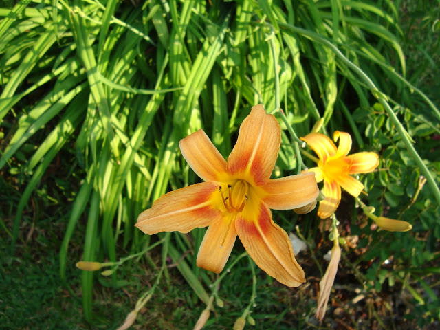 DSC00435.JPG