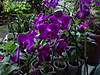 DSC00442.JPG