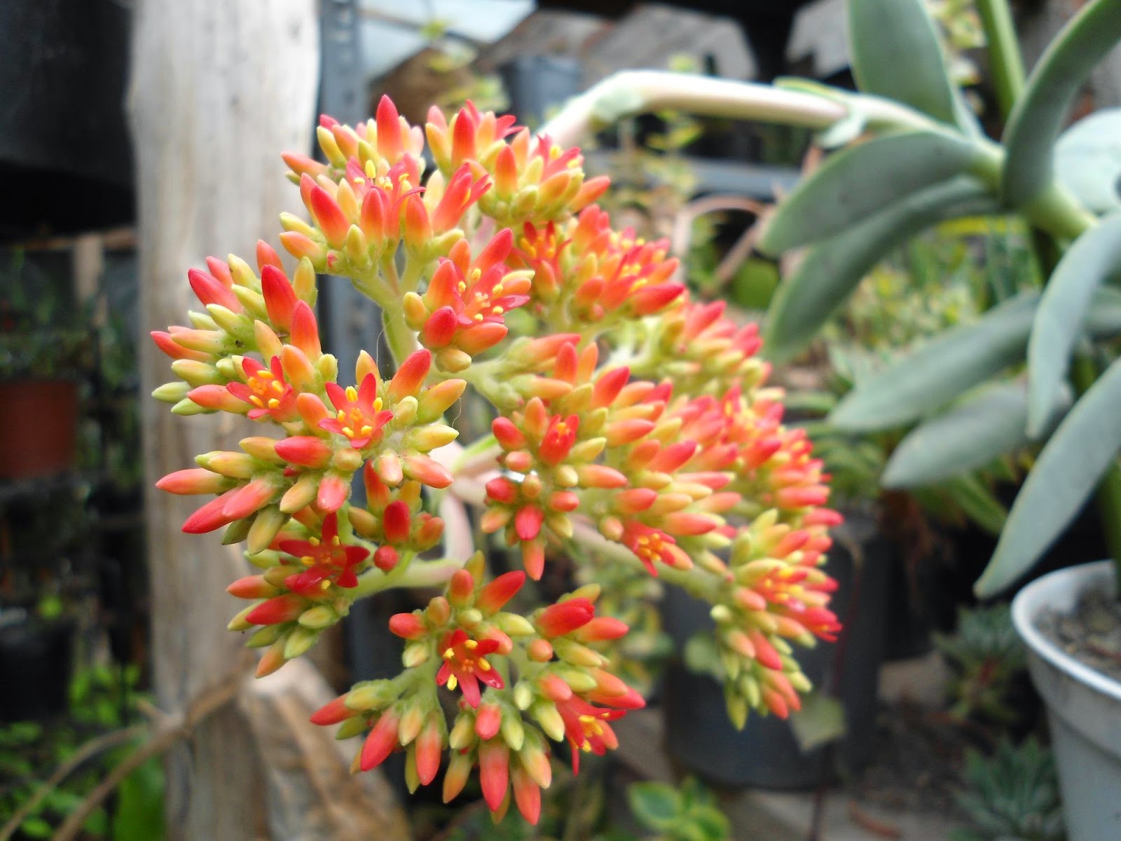 DSC00444.JPG