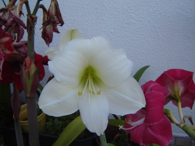 DSC00464.jpg