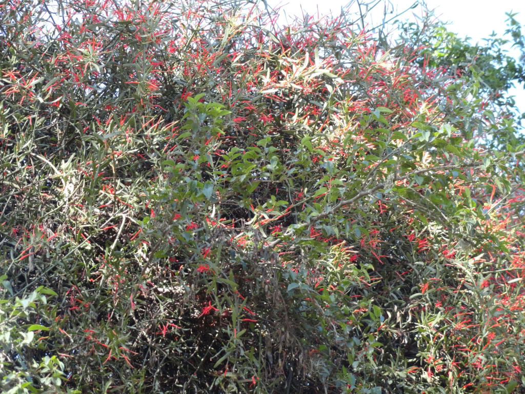 DSC004781.jpg