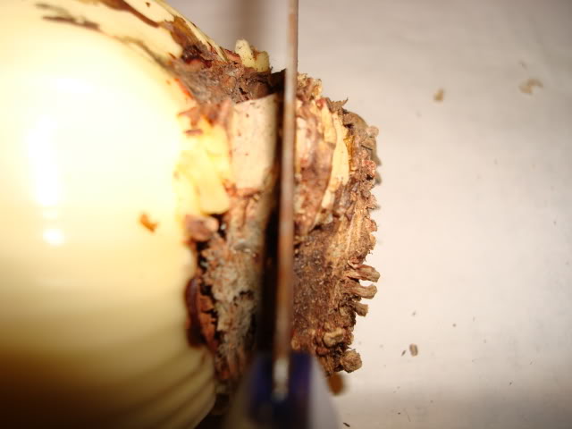 DSC00480.jpg