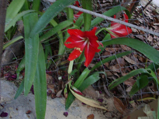 DSC00485.JPG