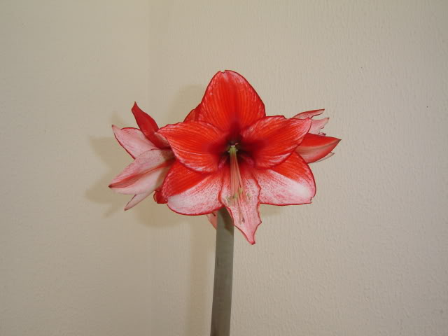 DSC00488.jpg