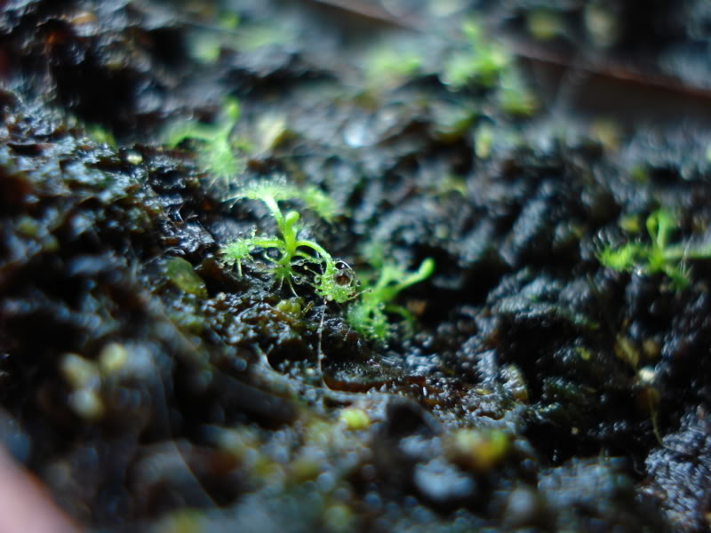 DSC00490_zpsb82f24df.jpg