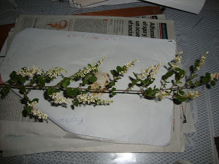 DSC00493.JPG