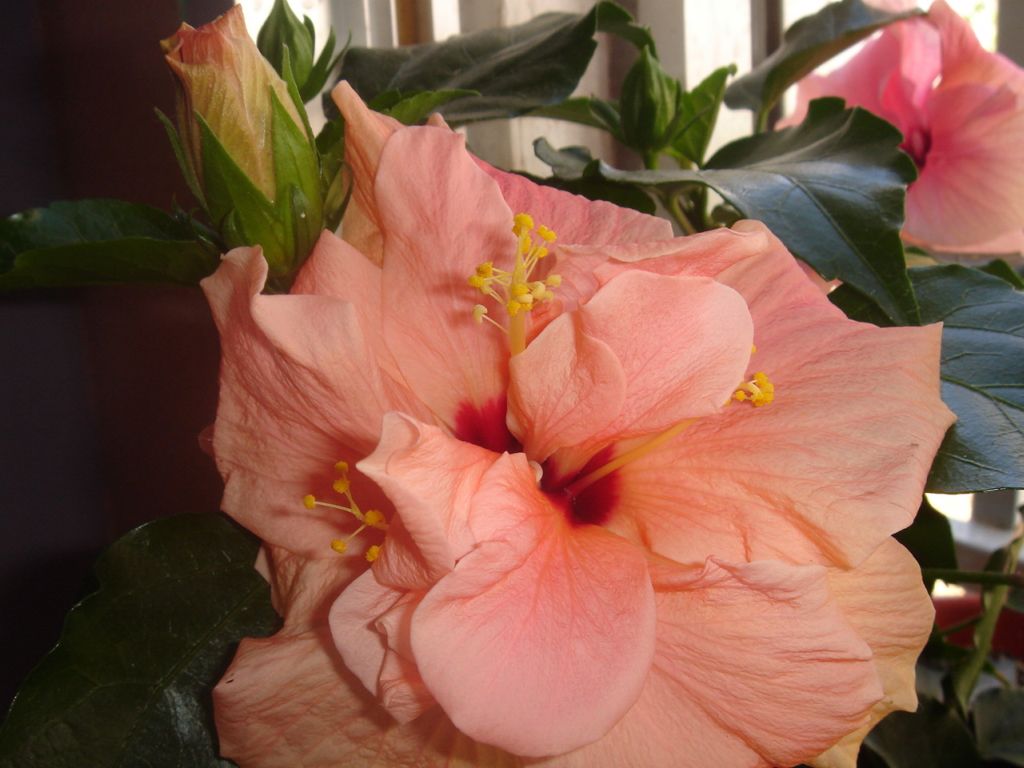 DSC00509.jpg