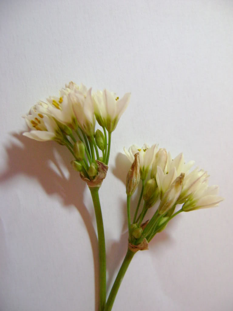 DSC00511.jpg