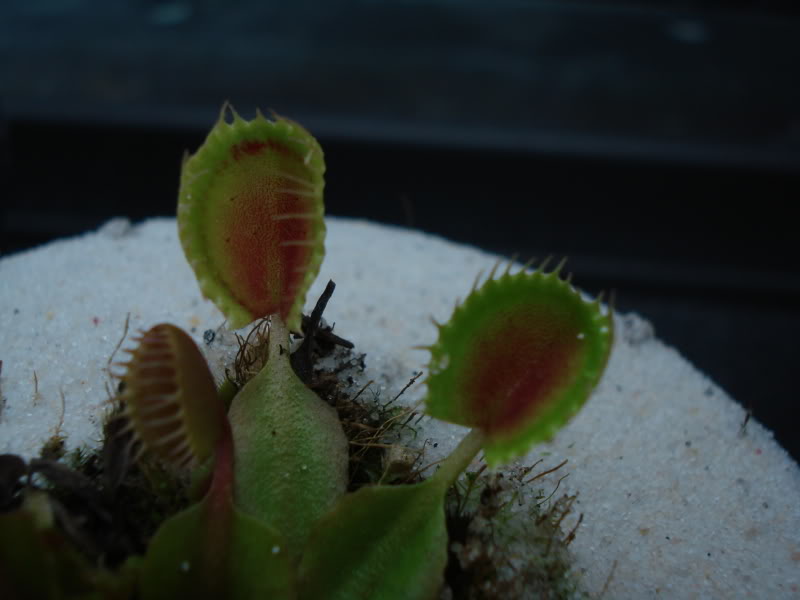DSC00513_zps202224ce.jpg