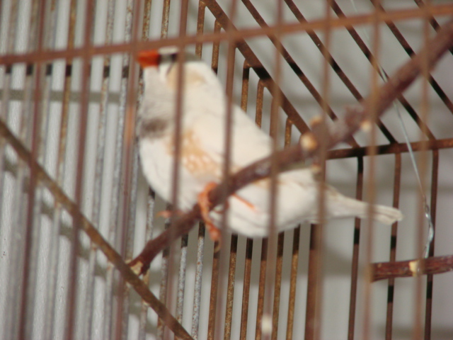 DSC00514.JPG