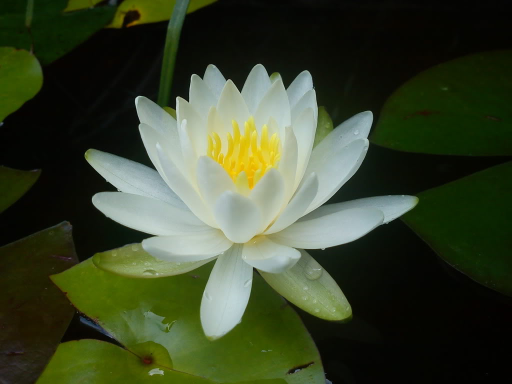 DSC00524-1.jpg