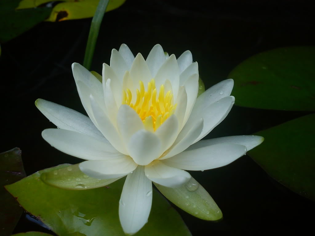 DSC00526-1.jpg