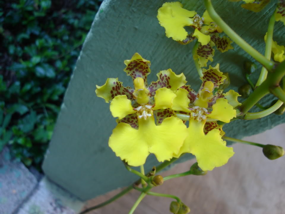 DSC00527.jpg