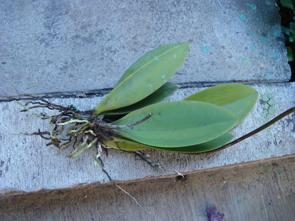 DSC00528.jpg