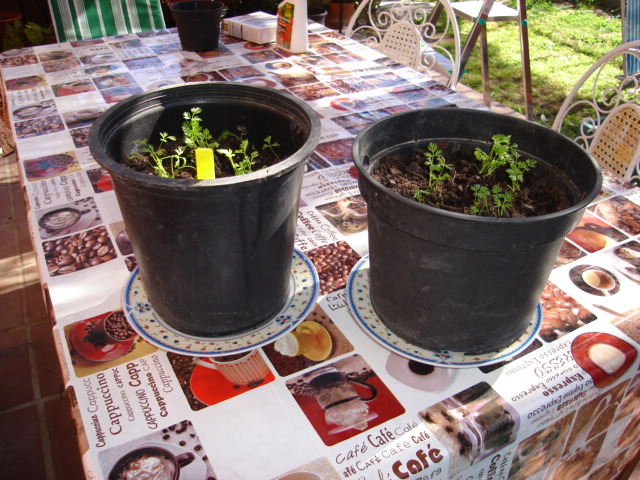 DSC00529.JPG