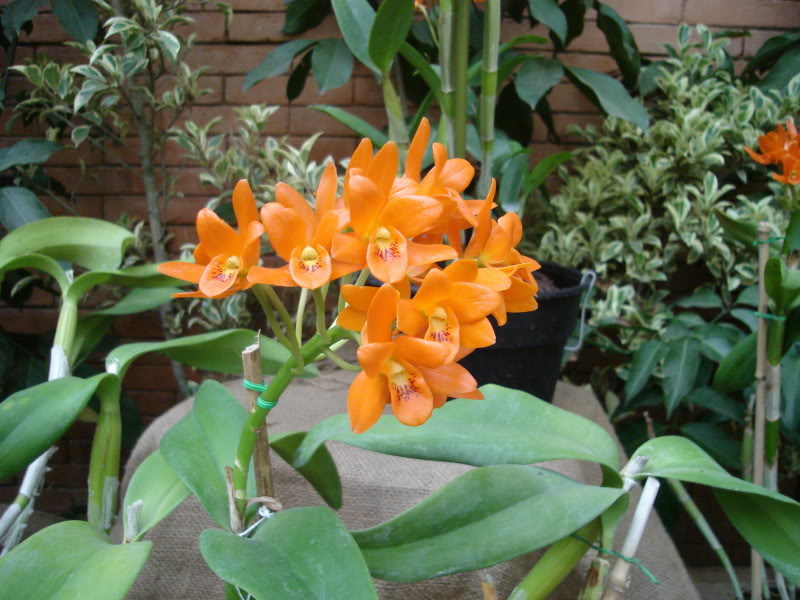 DSC00554.jpg