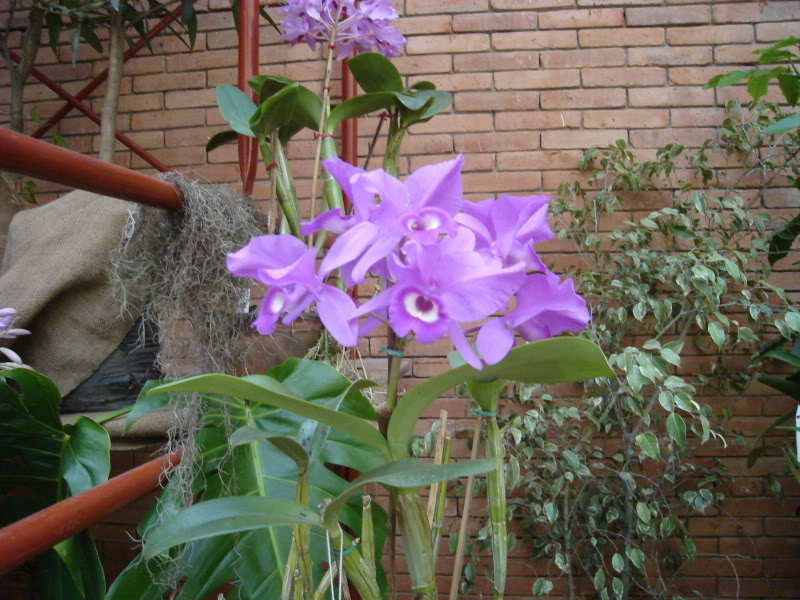 DSC00555.jpg