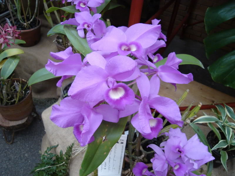 DSC00556.jpg
