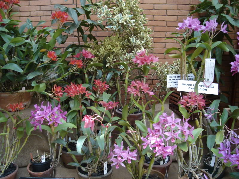DSC00557.jpg