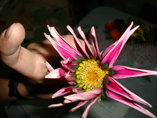 DSC00558.JPG