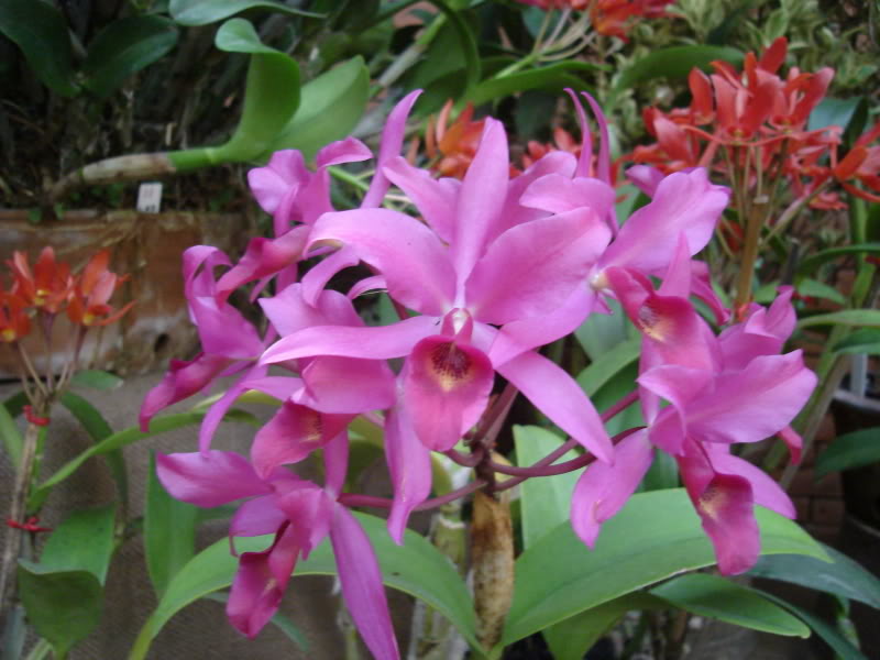 DSC00558.jpg