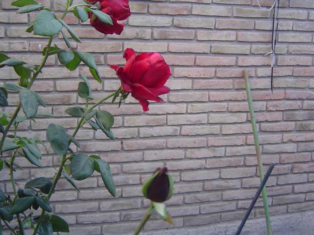 DSC00565.jpg