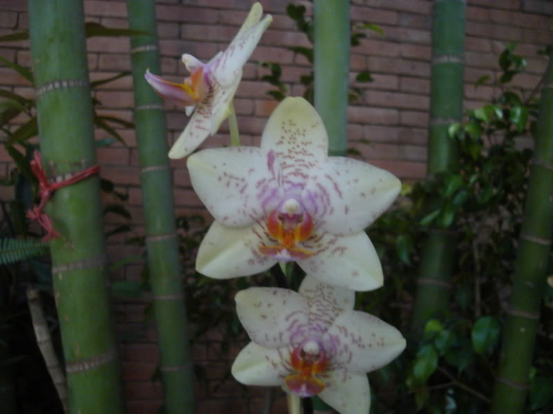DSC00565.jpg