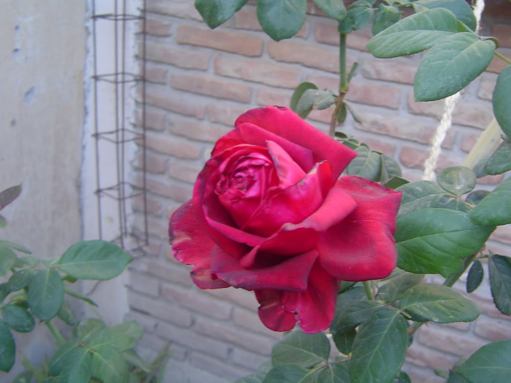 DSC00567.jpg