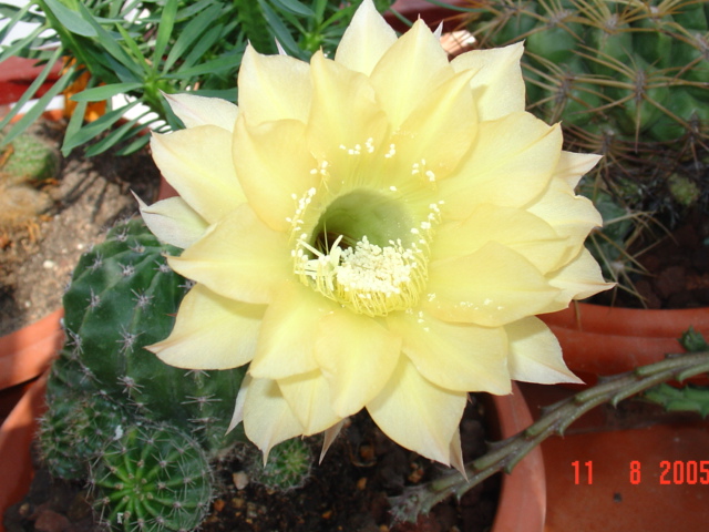 DSC00572.JPG