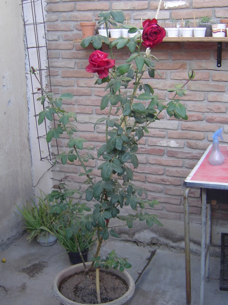 DSC00574.jpg