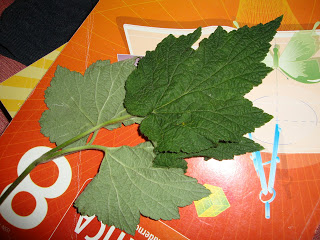 DSC00578.JPG
