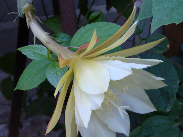 DSC00580.JPG
