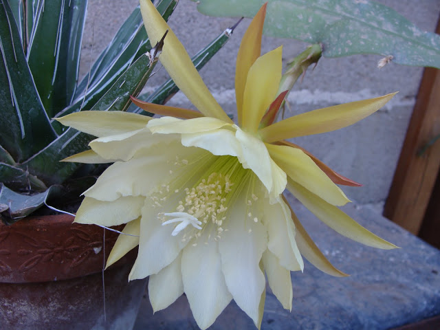 DSC00581.JPG