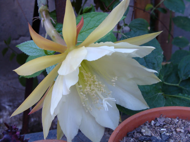 DSC00582.JPG