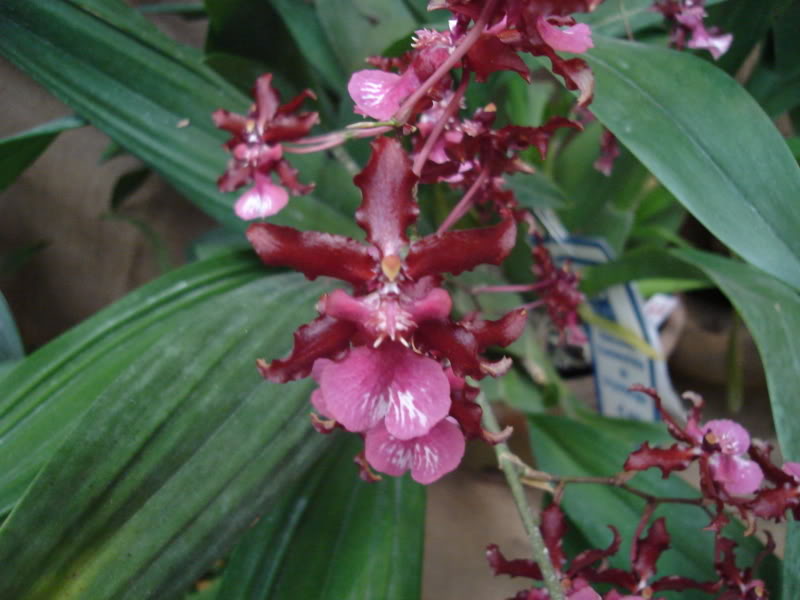 DSC00582.jpg