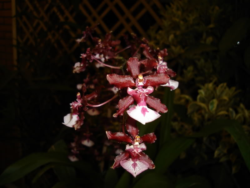 DSC00584.jpg