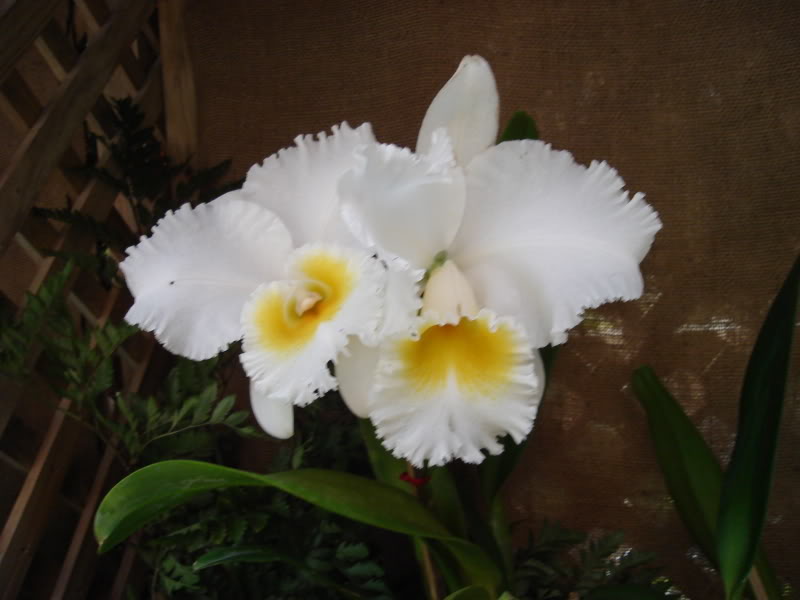 DSC00595.jpg