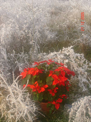 DSC00596.JPG